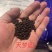 微生物菌剂20kg/袋,颗粒状;10kg/袋