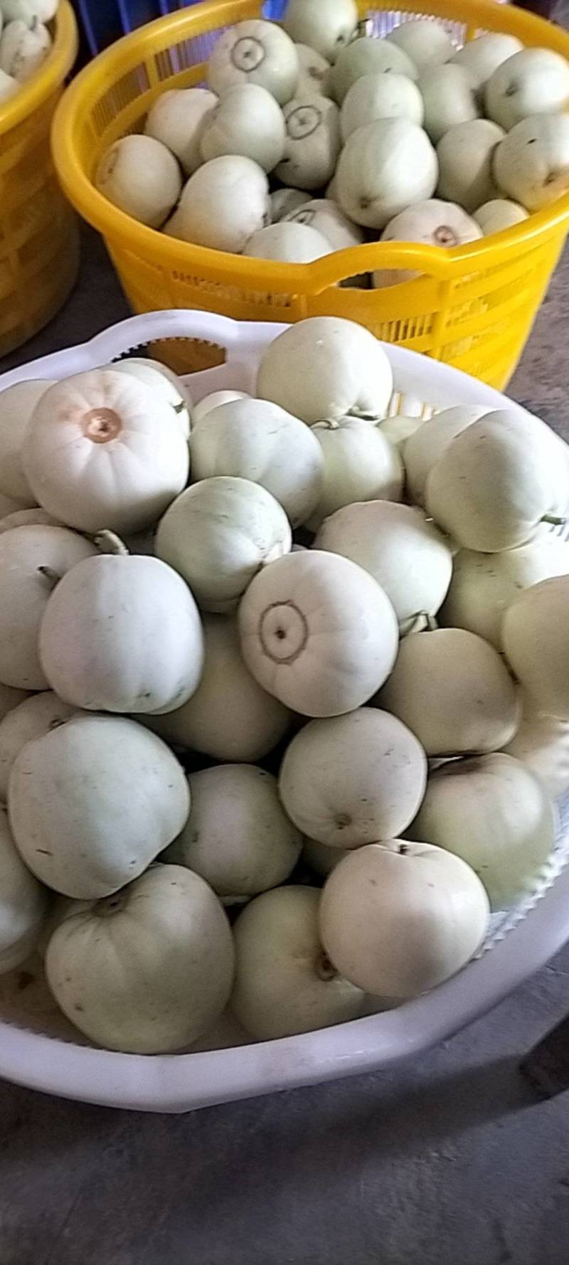 美浓甜瓜美浓甜瓜0.6元/斤，全国代发