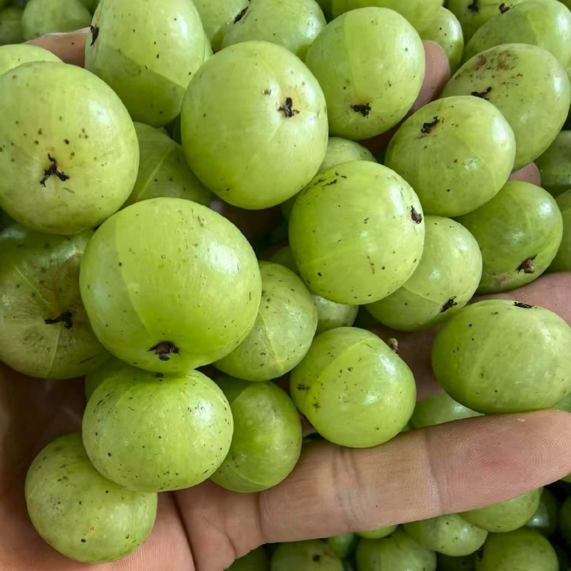 牛柑果新鲜油甘果