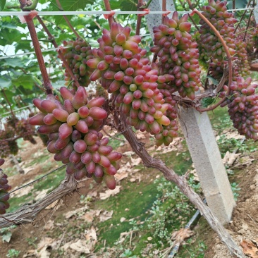 茉莉香葡萄