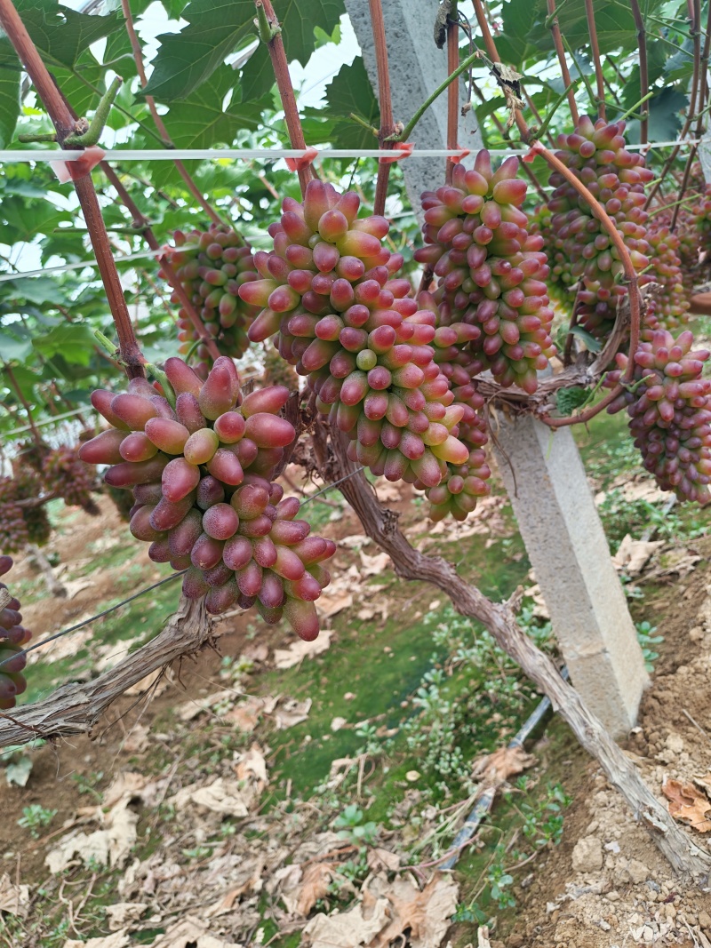 茉莉香葡萄