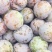 茵红李15克起/20克起/25克起分级
