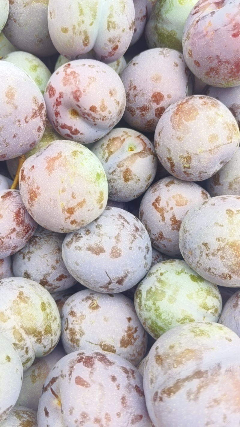 茵红李15克起/20克起/25克起分级