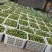 茵红李15克起/20克起/25克起分级