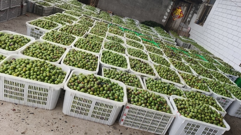 茵红李15克起/20克起/25克起分级