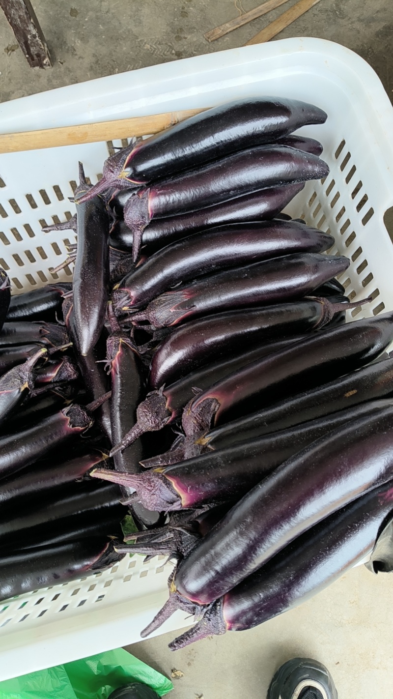 茄子