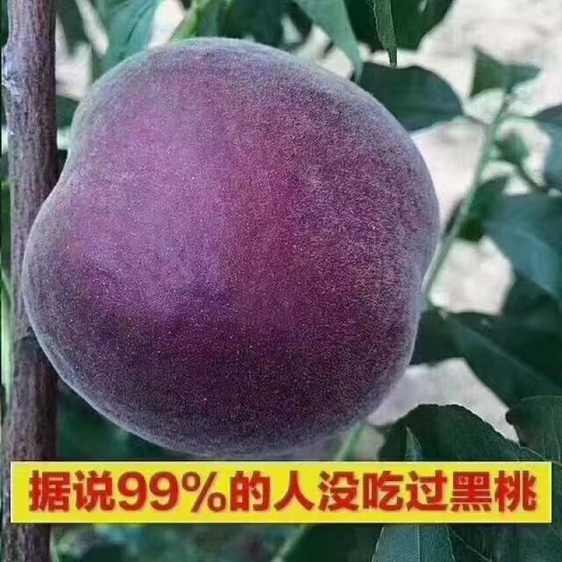 桃通货2.0元/斤，70起步2.5元/斤