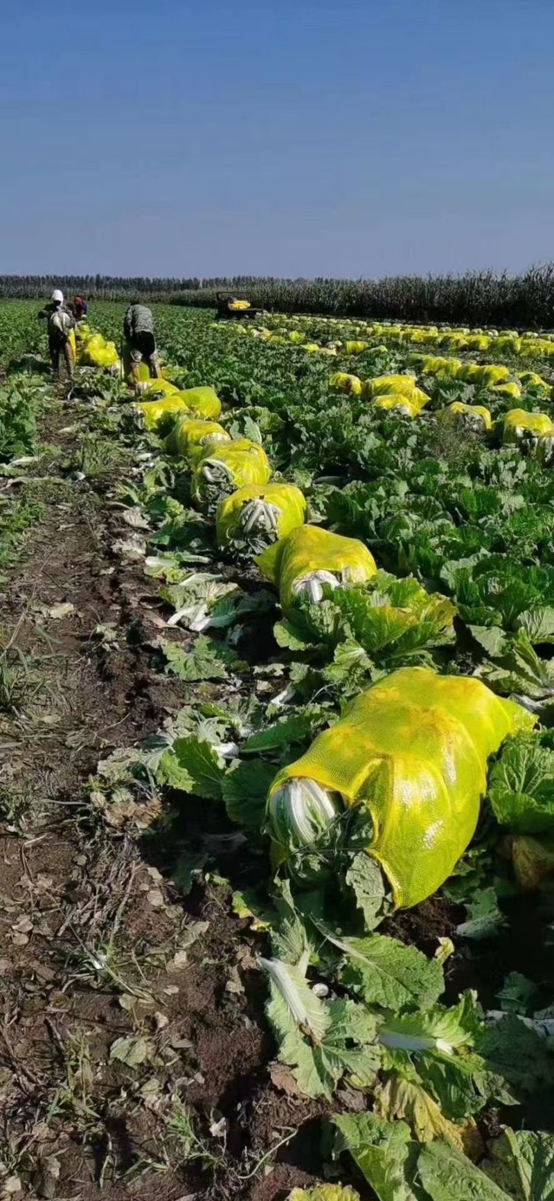黄心白菜8月份有货