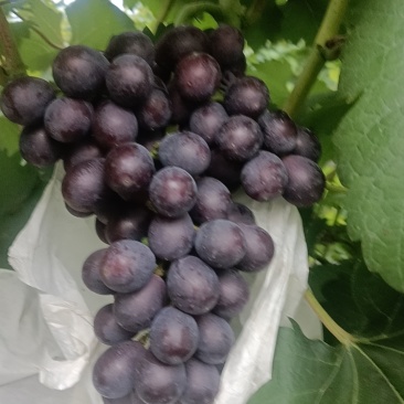 夏黑葡萄2.5斤/挂
