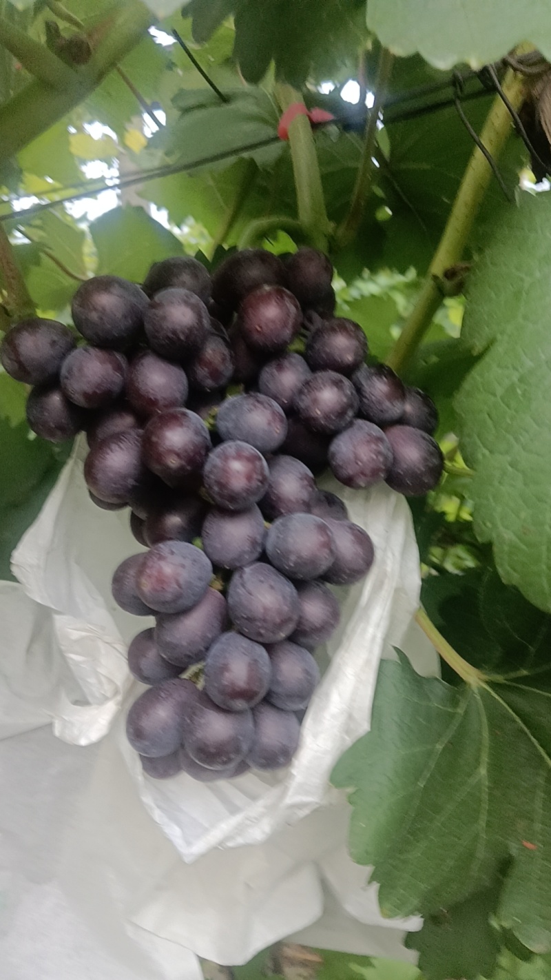 夏黑葡萄2.5斤/挂