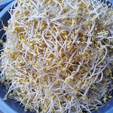 豆芽按斤装袋