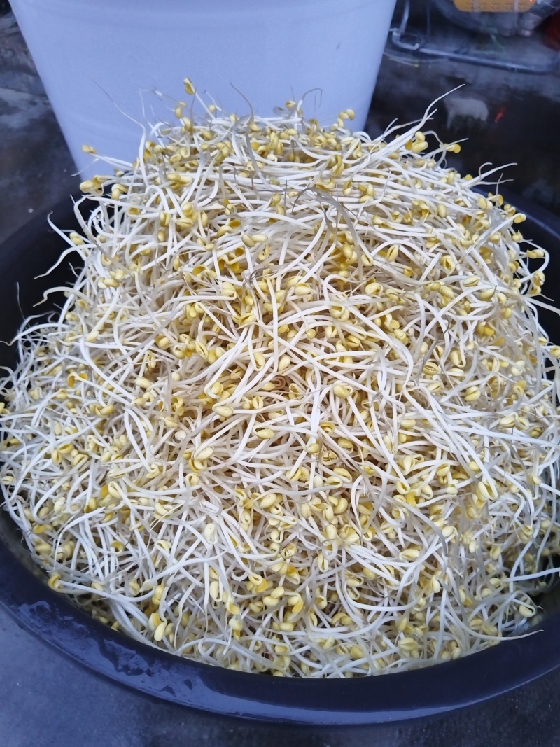 豆芽按斤装袋