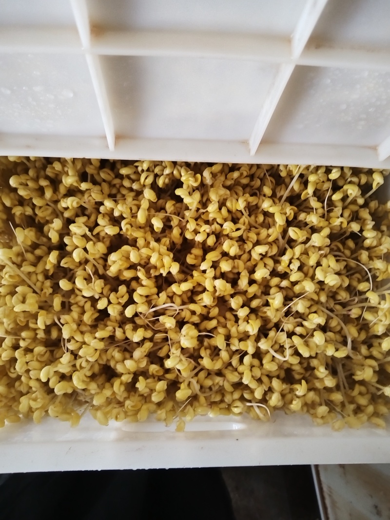 豆芽按斤装袋