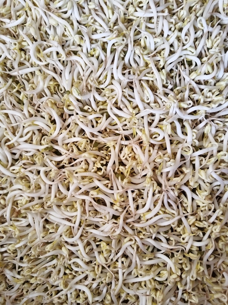 豆芽按斤装袋