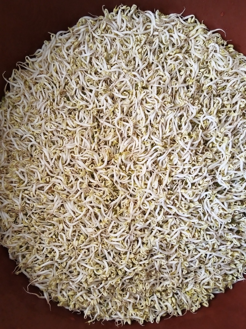 豆芽按斤装袋