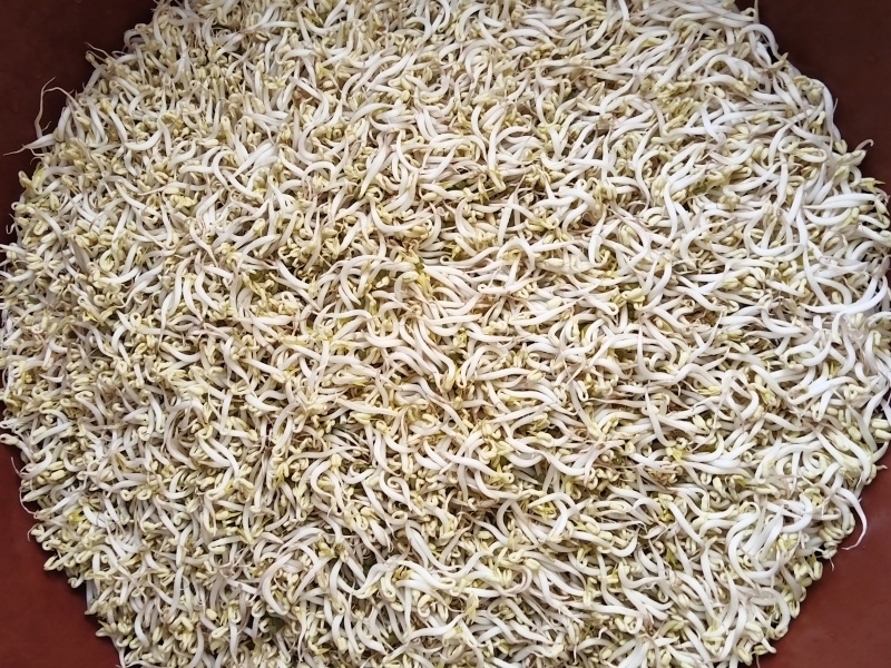 豆芽按斤装袋