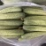 旱黄瓜新苗旱黄瓜、燕白黄瓜