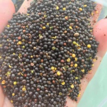 菜籽含油42-43，水分7-8