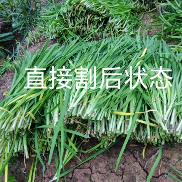 韭菜现割韭菜;加工精品韭菜