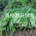韭菜现割韭菜;加工精品韭菜