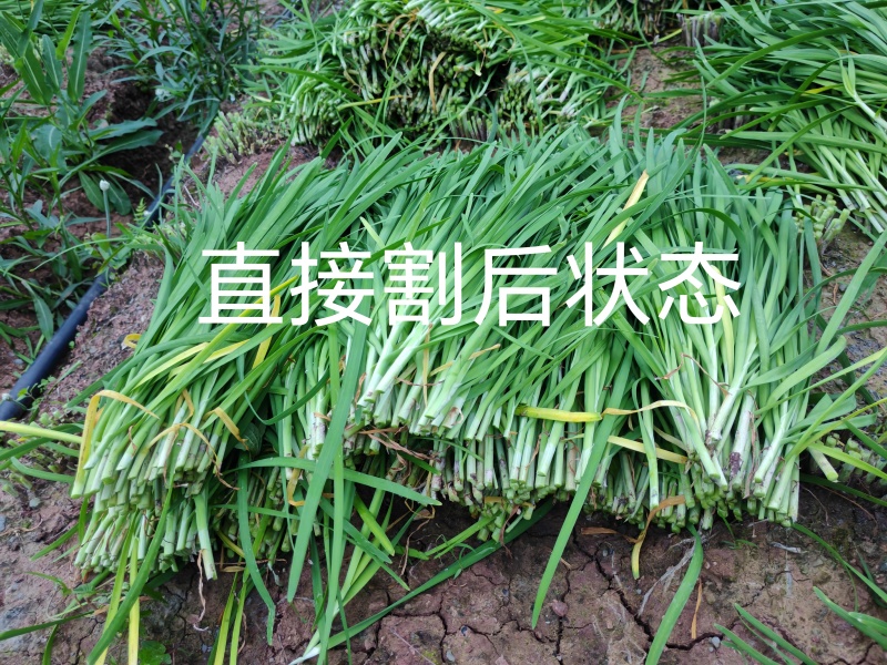 韭菜现割韭菜;加工精品韭菜