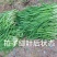 韭菜现割韭菜;加工精品韭菜