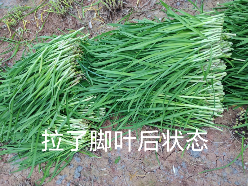 韭菜现割韭菜;加工精品韭菜