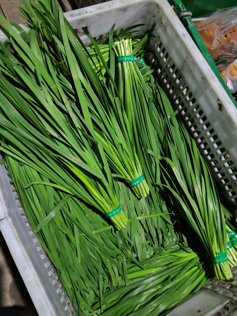 韭菜现割韭菜;加工精品韭菜