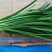 韭菜现割韭菜;加工精品韭菜