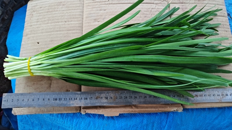 韭菜现割韭菜;加工精品韭菜