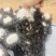 黑木耳春耳水发菜