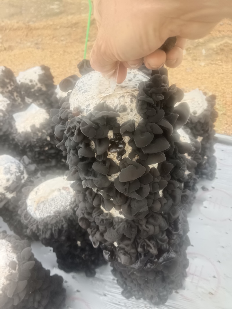 黑木耳春耳水发菜