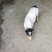 巴马香猪20斤左右260元/头;30斤左右500元/头;