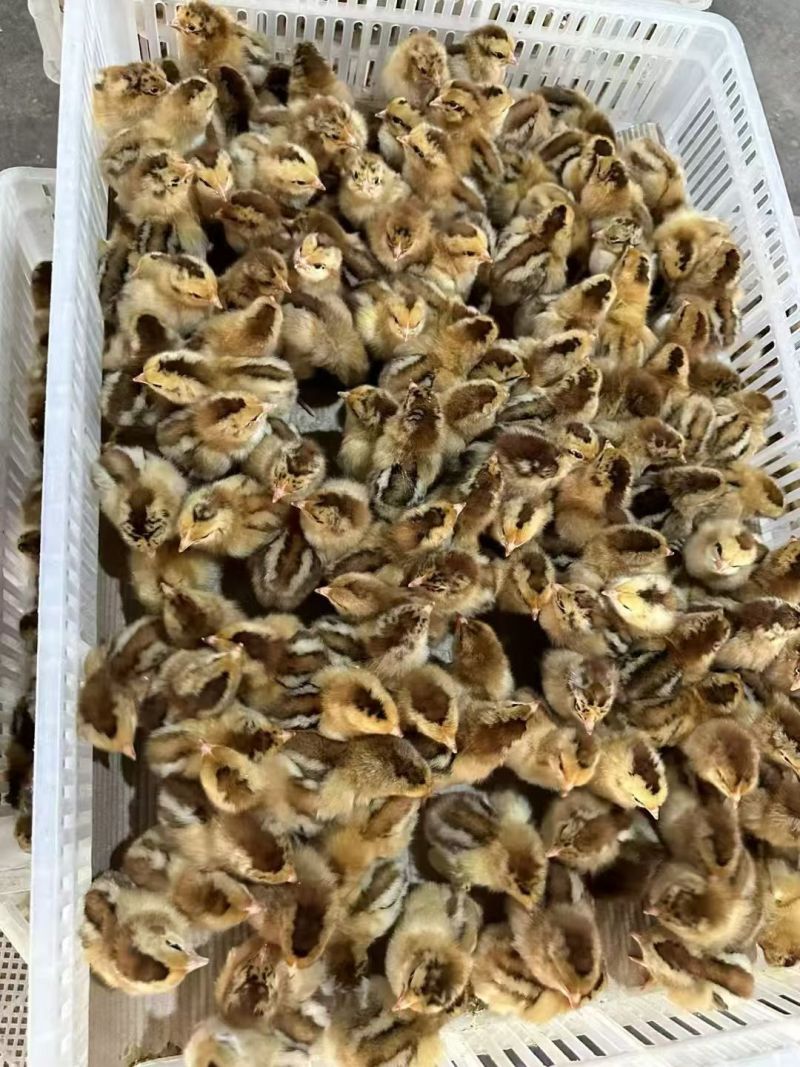 麻鸡苗青脚麻鸡苗