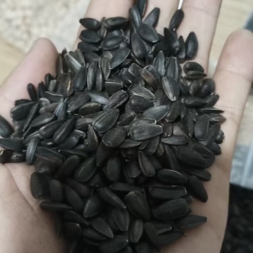 葵花籽鸽粮级