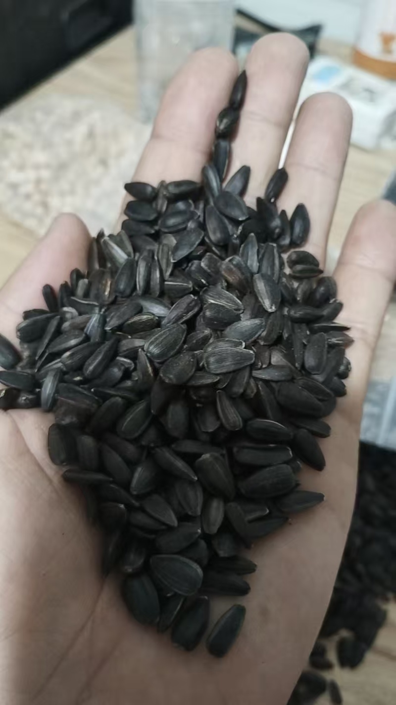 葵花籽鸽粮级