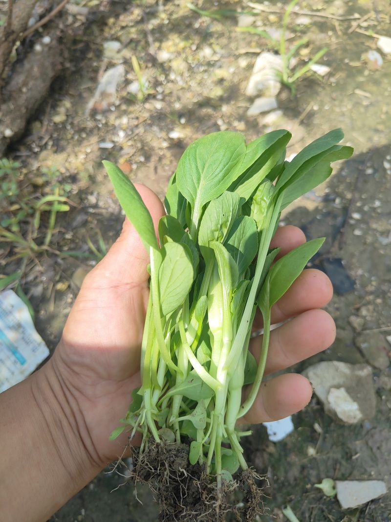 鸡毛菜蔬菜青菜通货，精品都可以保质保量现摘现发欢迎老板联系