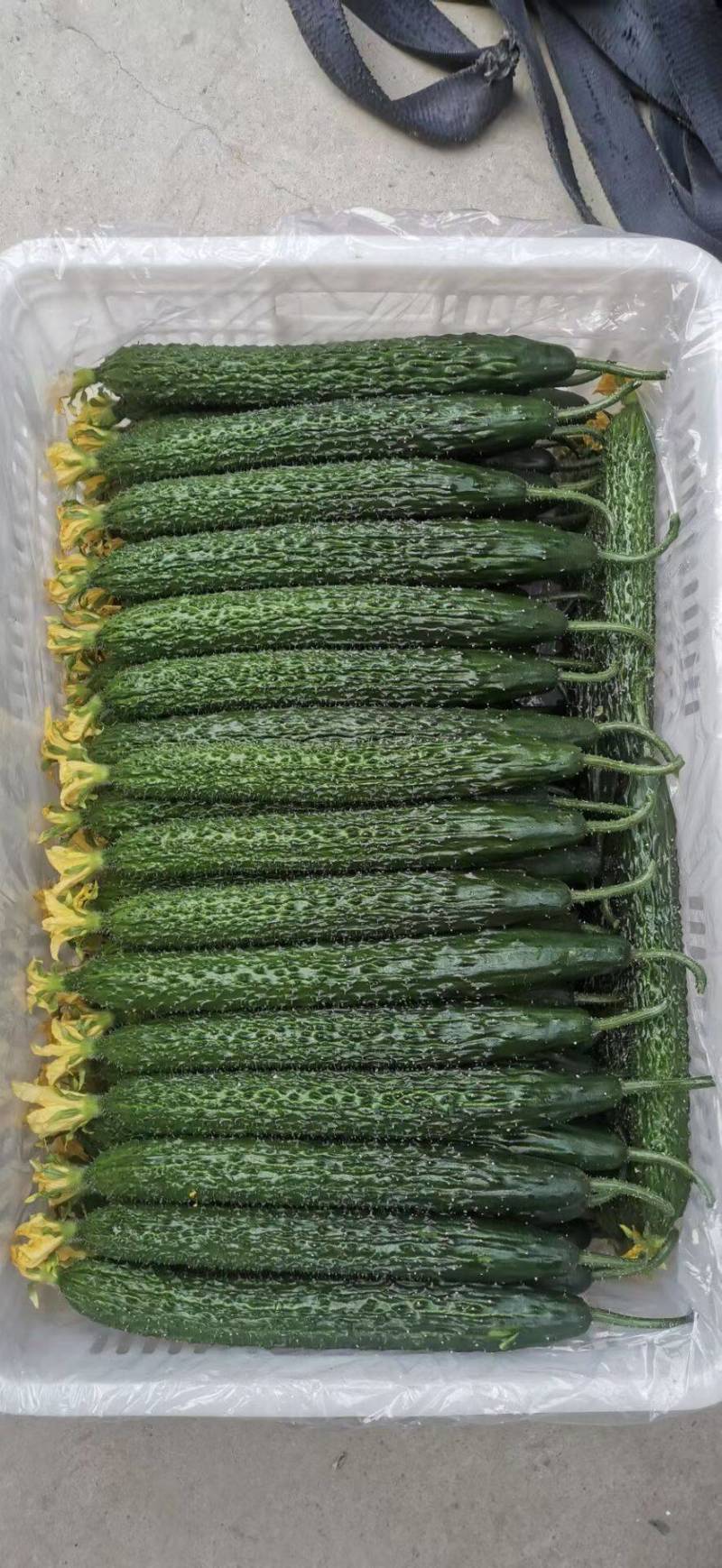 黄瓜干花黄瓜，顶花带刺
