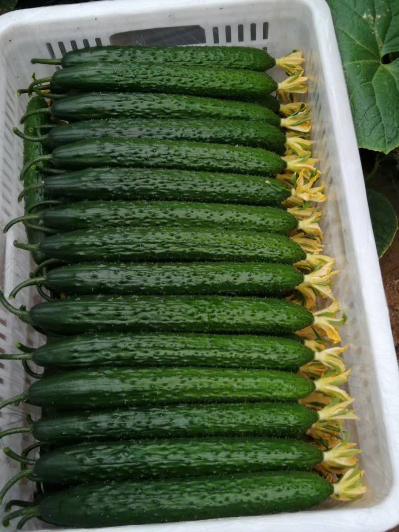 黄瓜干花黄瓜，顶花带刺