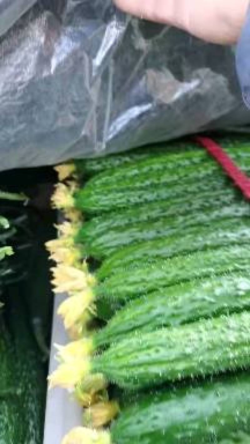 黄瓜干花黄瓜，顶花带刺