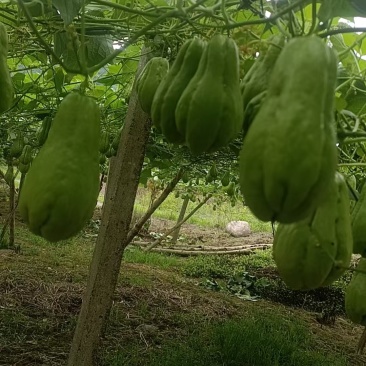 佛手瓜