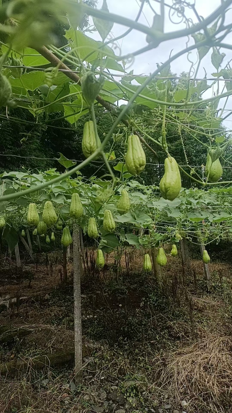 佛手瓜