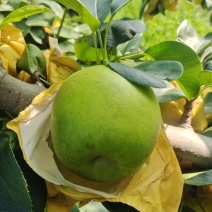 梨