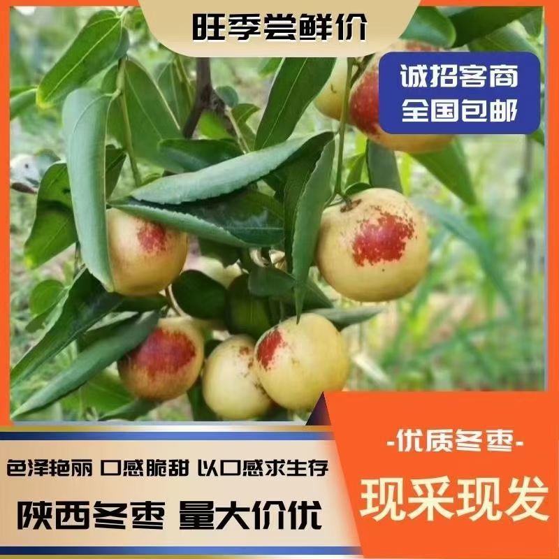 大冬枣诚招大客商采购电商供应链社区企业团购外贸出口商超