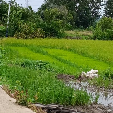 水稻苗