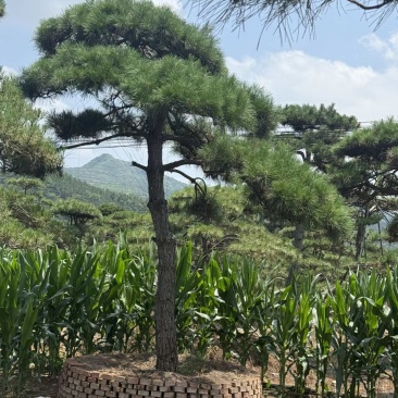 造型松粗度高度1.5米到7米，价格从400到1万左右不等