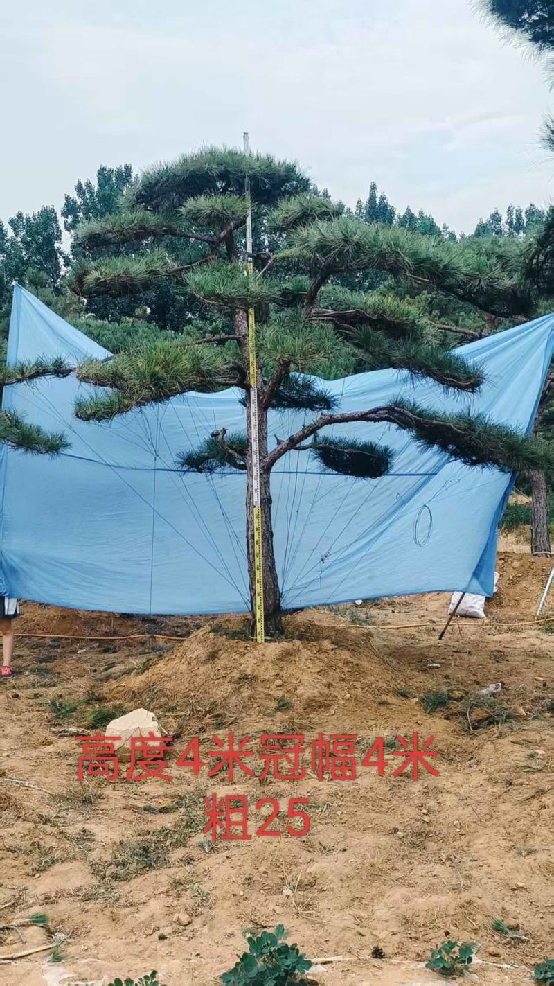 造型松粗度高度1.5米到7米，价格从400到1万左右不等