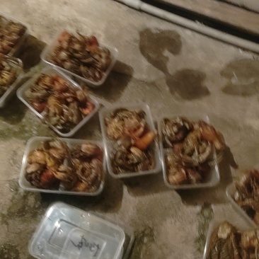 蟹肉盒子一斤装冷冻;活寄居蟹统货当天捕捞发货