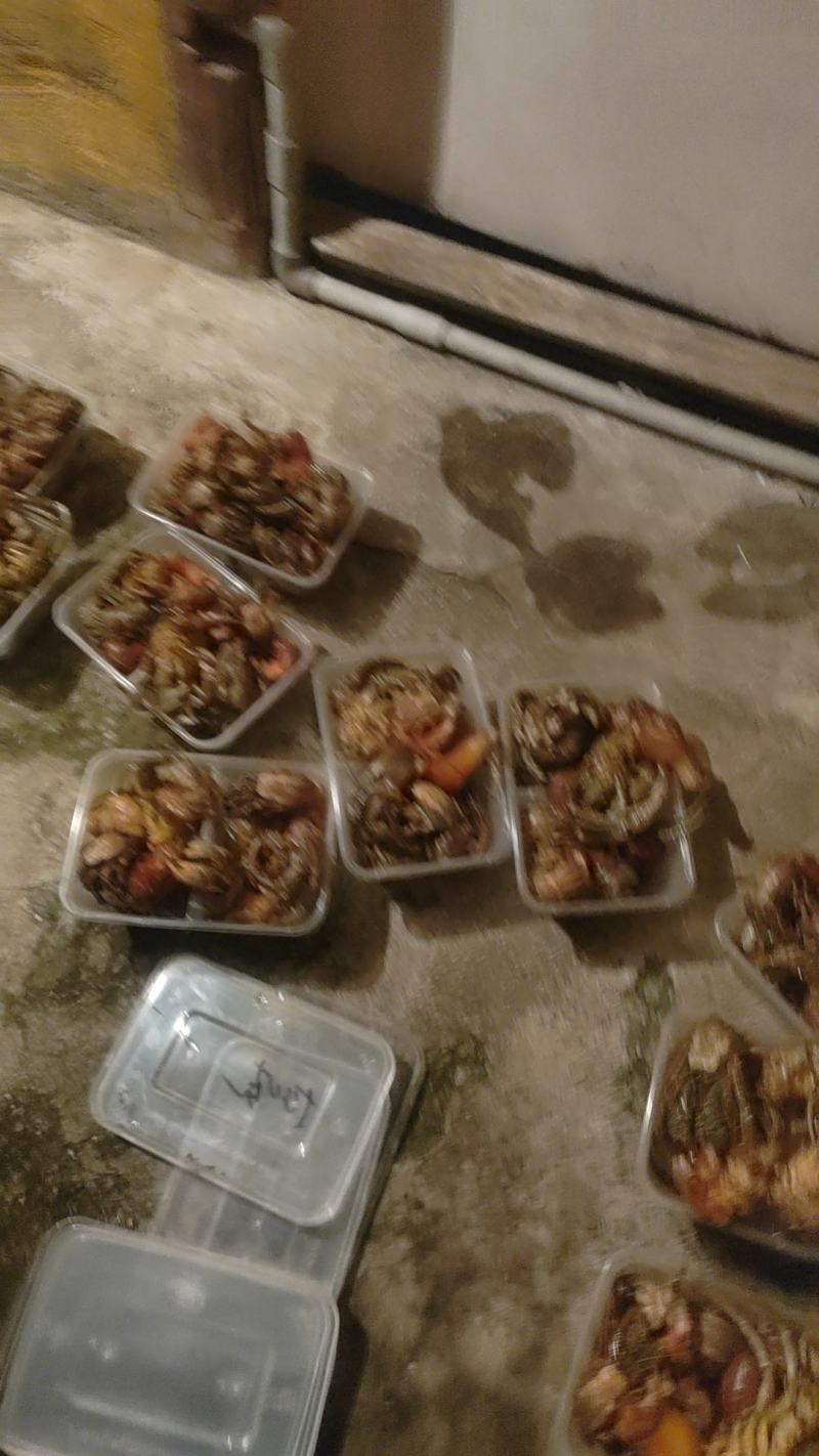 蟹肉盒子一斤装冷冻;活寄居蟹统货当天捕捞发货