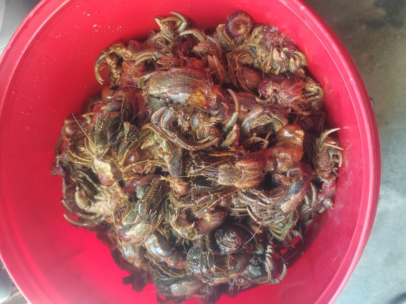 蟹肉盒子一斤装冷冻;活寄居蟹统货当天捕捞发货